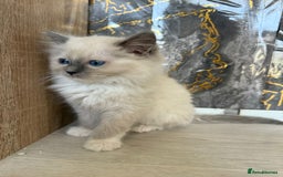 Ragdoll cats for sale: GCCF Registered Ragdoll Blue Point . Ready to go  - Image 4