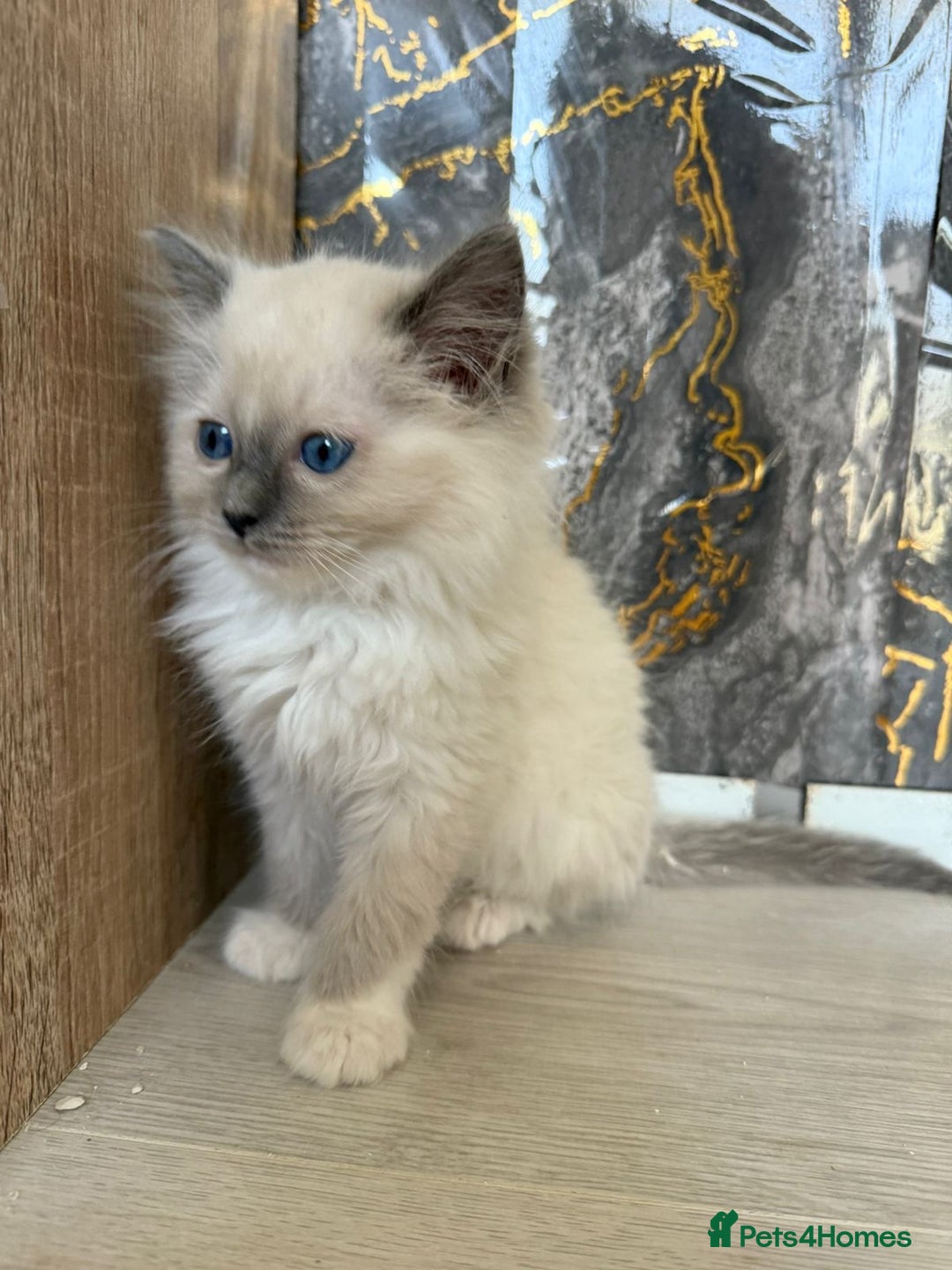 Ragdoll cats for sale: GCCF Registered Ragdoll Blue Point . Ready to go  - Image 4