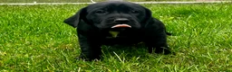 Cockerdor dogs for sale: Cockerdor Puppies - Family raised - Advert 5