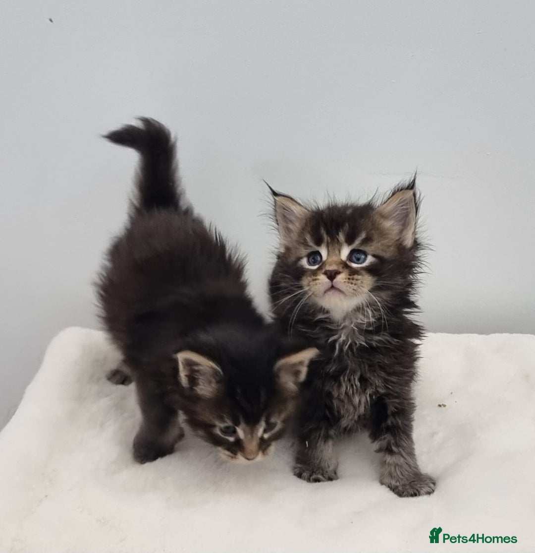 Maine Coon cats for sale: Pedigree Maine Coon Kittens for sale  - Image 25