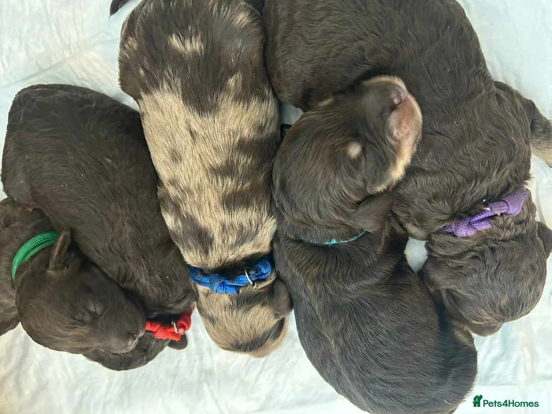 Cockapoo dogs for stud: F1 Red Cockapoo PROVEN Stud-Extensively DNA Tested in Stafford - Advert 21