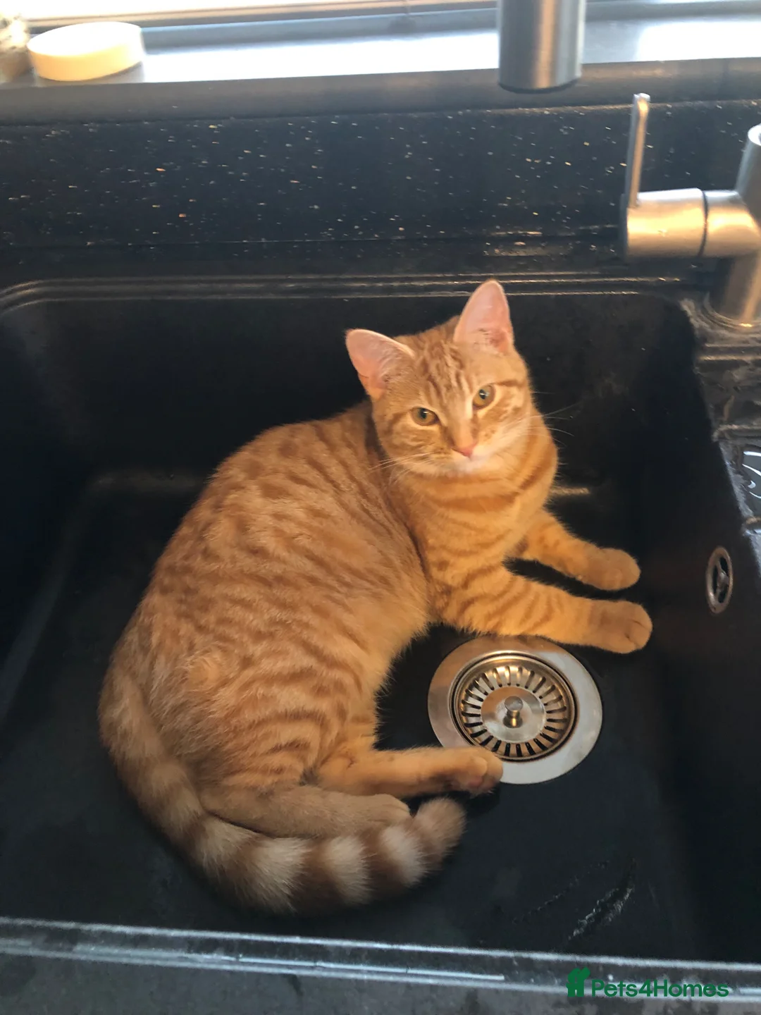 Mixed Breed cats for sale: Ginger and white short hair male - Advert 2