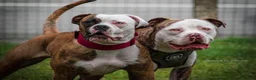 Mixed Breed dogs for sale: American bulldog x Staffy  - Advert 3