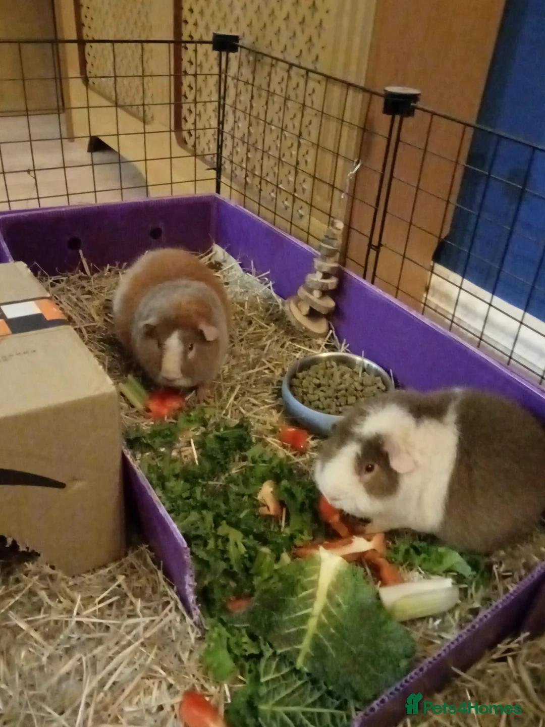 Guinea Pig rodents for sale: 2 X teddy bear guinea pigs Fudge & Toffee - Advert 2