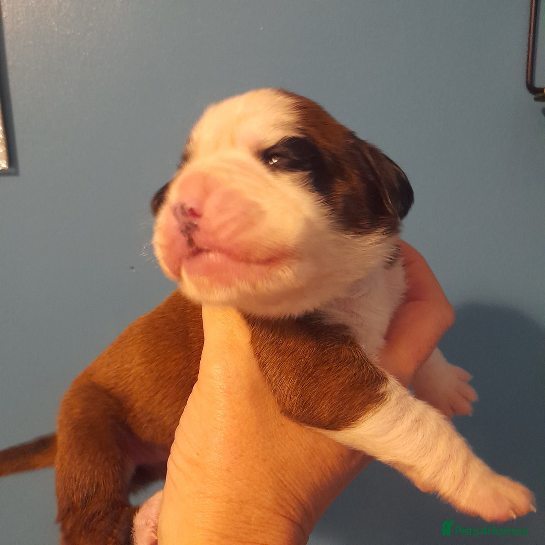 Boxer dogs for sale: Beautiful/Stunning Pedigree Boxer Puppies  - Image 26