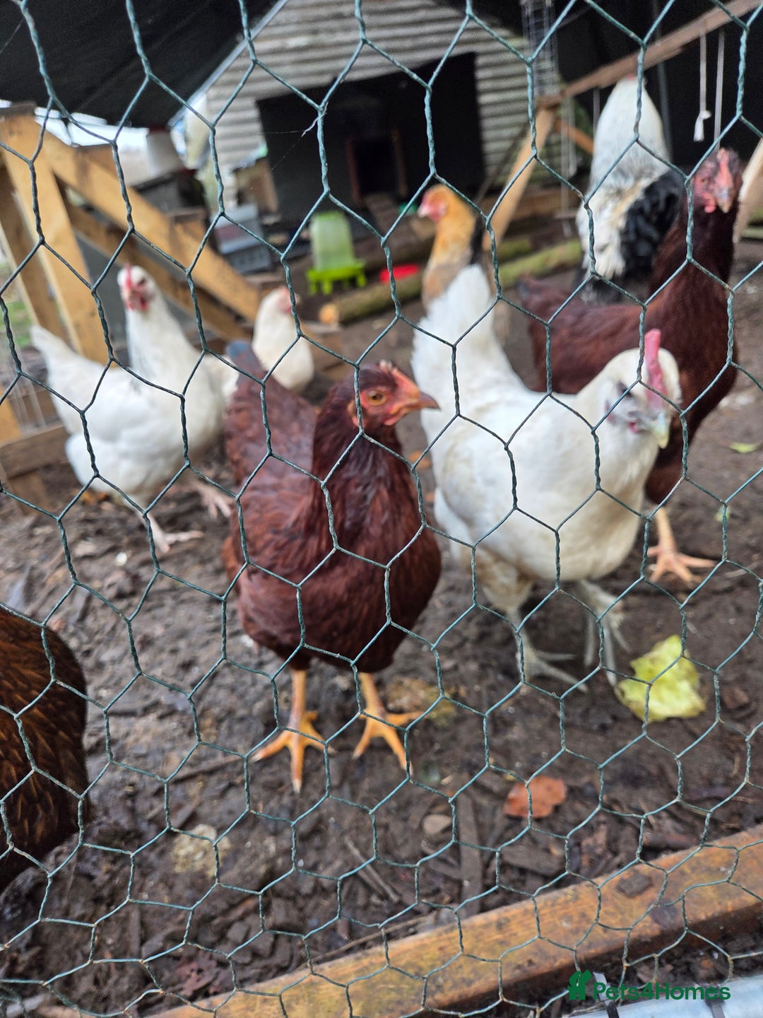 Chickens poultry for sale: Rhode Island Red POL - Advert 7