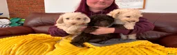 Mixed Breed dogs for sale: Border Terrier X Miniature Poodle puppies  - Advert 3