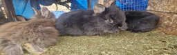 Lionhead rabbits for sale: Cute fluffy friendly lionhead babies-3boys 2girls  - Advert 7