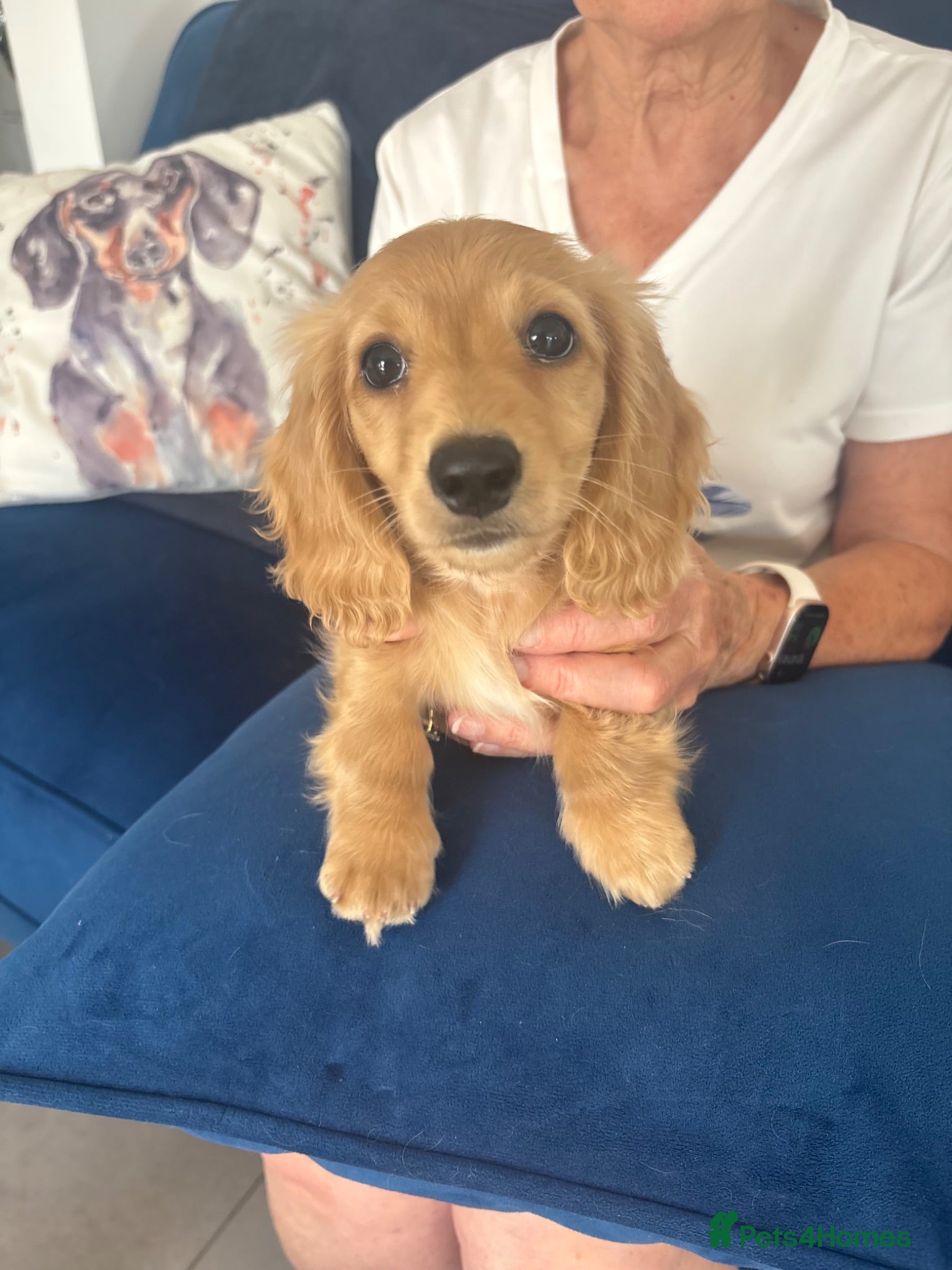 Miniature Dachshund dogs Pure cream long haired mini dachshunds - Advert 1