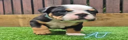 English Bulldog dogs for sale: Exceptional KC Registered British Bulldog Puppies - Advert 10