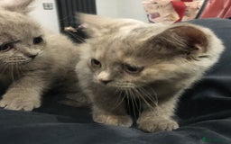British Shorthair cats for sale: Stunning fluffy kittens  - Image 20