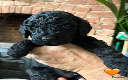 Labradoodle dogs for sale: Labradoodle Puppies 10 weeks 14 Nov 25 - Image 11