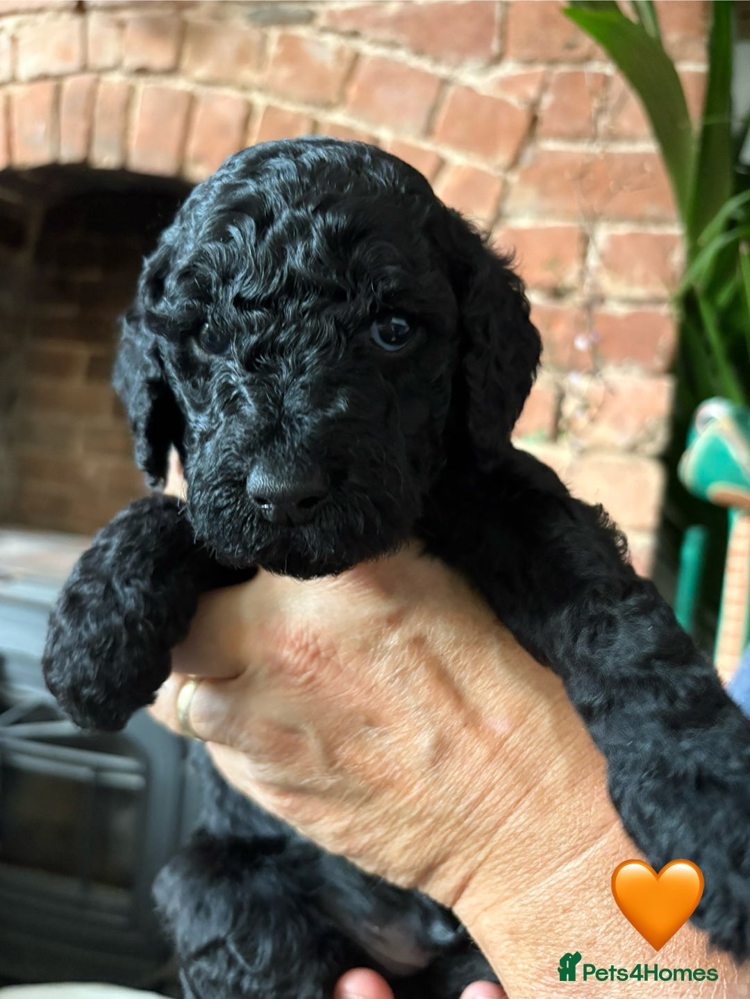 Labradoodle dogs for sale: Labradoodle Puppies 10 weeks 14 Nov 25 - Image 11