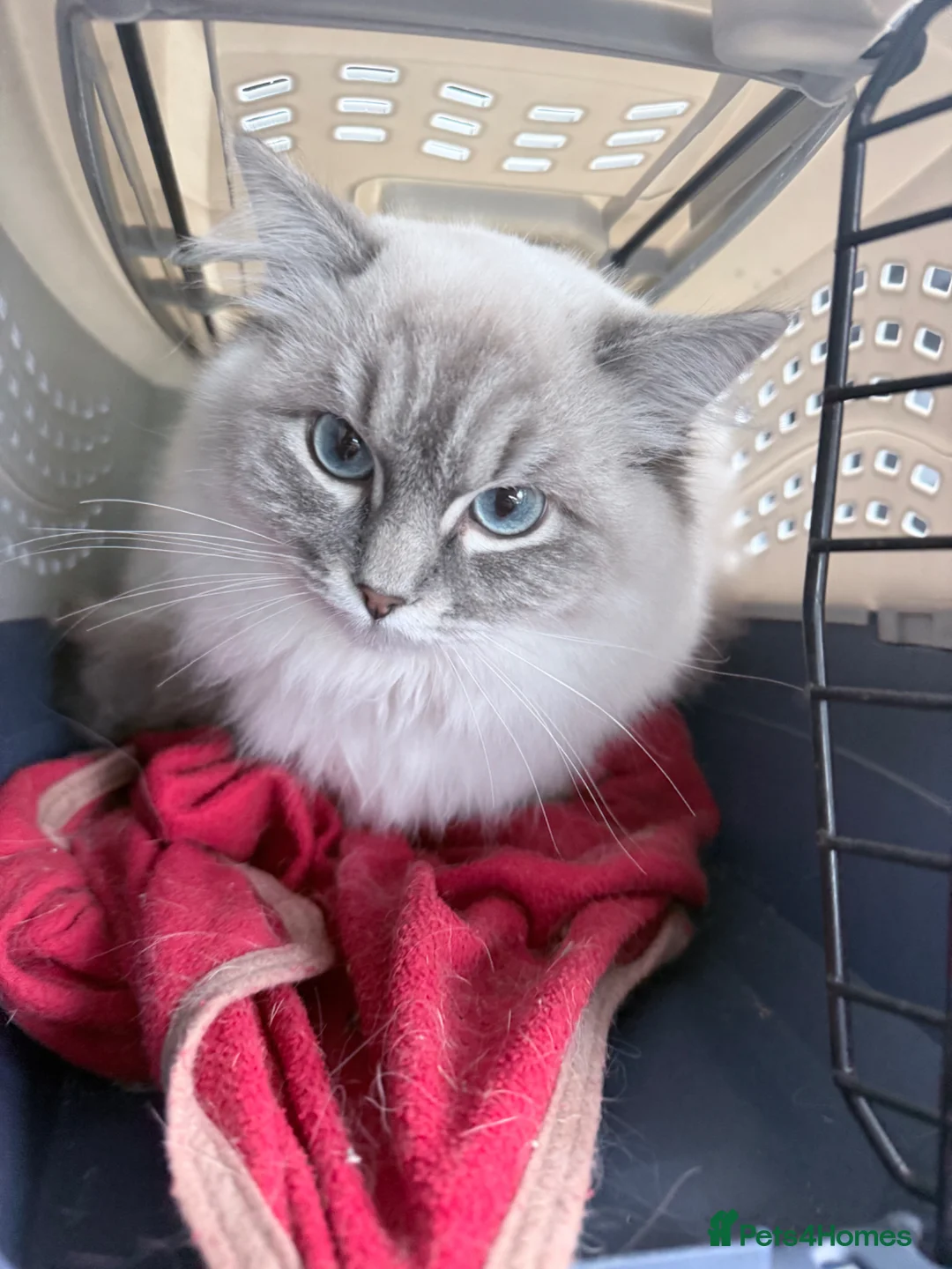 Ragdoll cats for sale: 🌸 GCCF Registered Ragdoll Kitten, Ready 🌸 - Advert 1