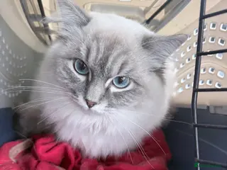 Ragdoll cats 🌸 GCCF Registered Ragdoll Kitten, Ready 🌸 - Advert 1