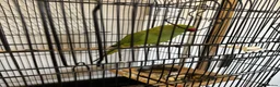 Ringnecks birds for sale: Green ringneck female parrot. - Advert 8