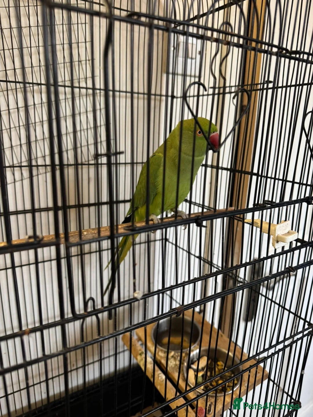 Ringnecks birds for sale: Green ringneck female parrot. - Advert 8