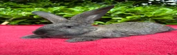 Continental Giant rabbits for sale: Vaccinated Continental Giant Rabbits - Advert 3