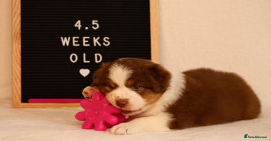 Australian Shepherd dogs - Advert 1