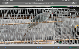 Parakeets birds for sale: Blue Indian Ringneck Parakeet - Image 2