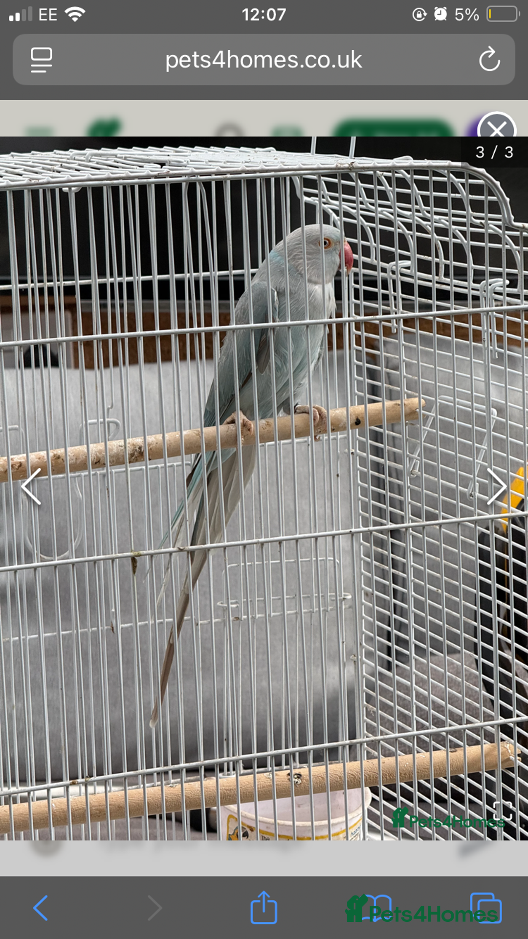 Parakeets birds for sale: Blue Indian Ringneck Parakeet - Image 2
