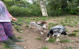German Shorthaired Pointer dogs for adoption: Romero - Image 10