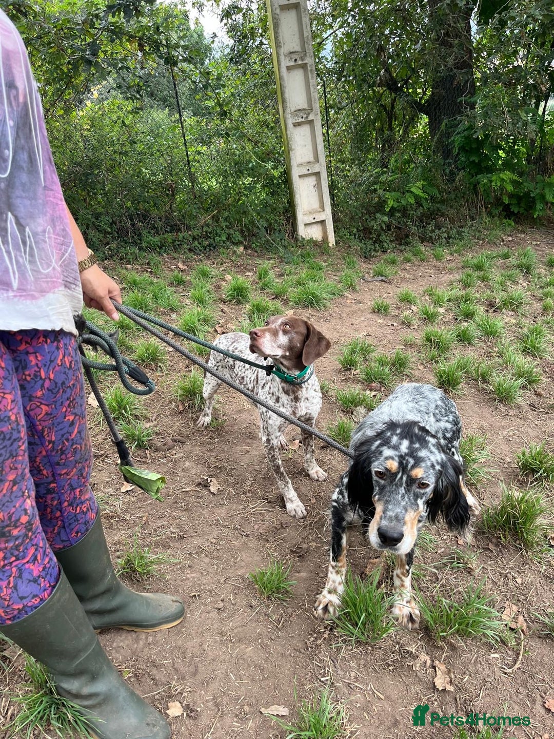 German Shorthaired Pointer dogs for adoption: Romero - Image 10