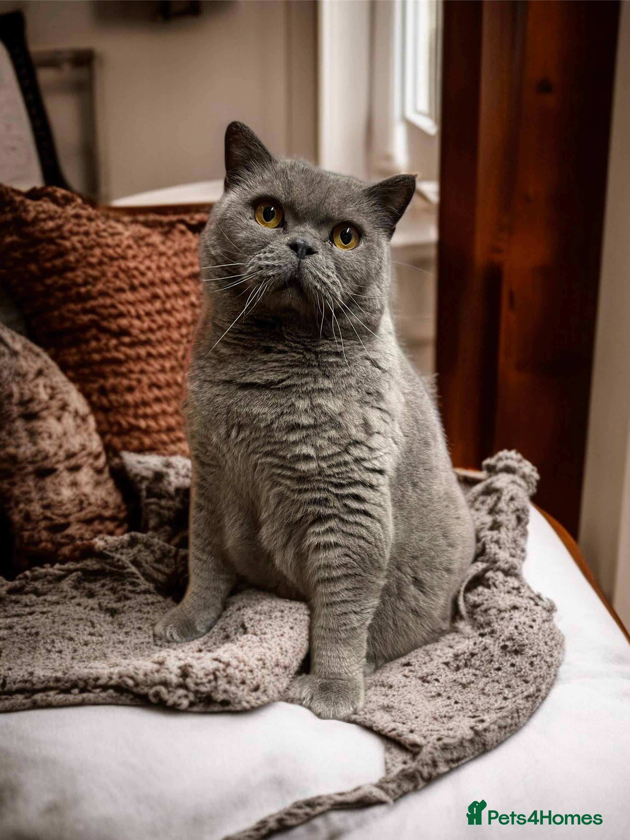British Shorthair cats Retired breeding cats for rehoming all neutered  - Advert 1