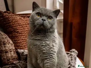 British Shorthair cats for sale: Retired breeding cats for rehoming all neutered - Advert 1