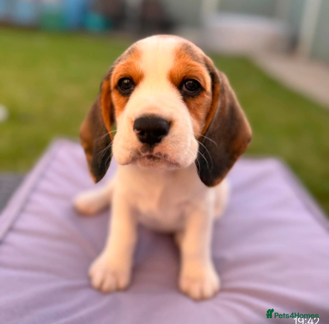 Beagle dogs Beagle female  - Advert 16