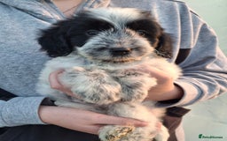 Cockapoo dogs for sale: Health tested show type cockapoo puppies! - Image 2