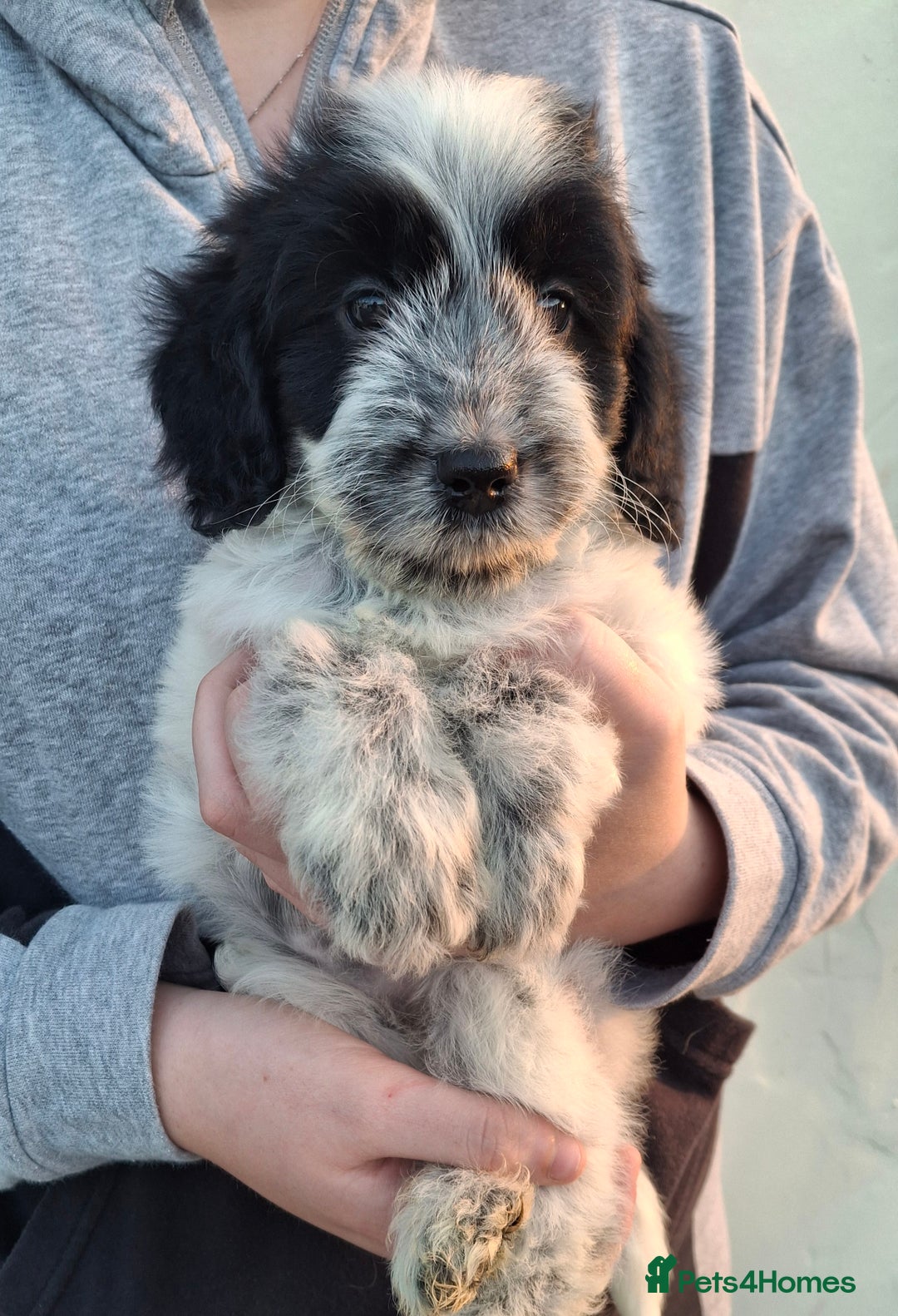 Cockapoo dogs for sale: Health tested show type cockapoo puppies! - Image 2