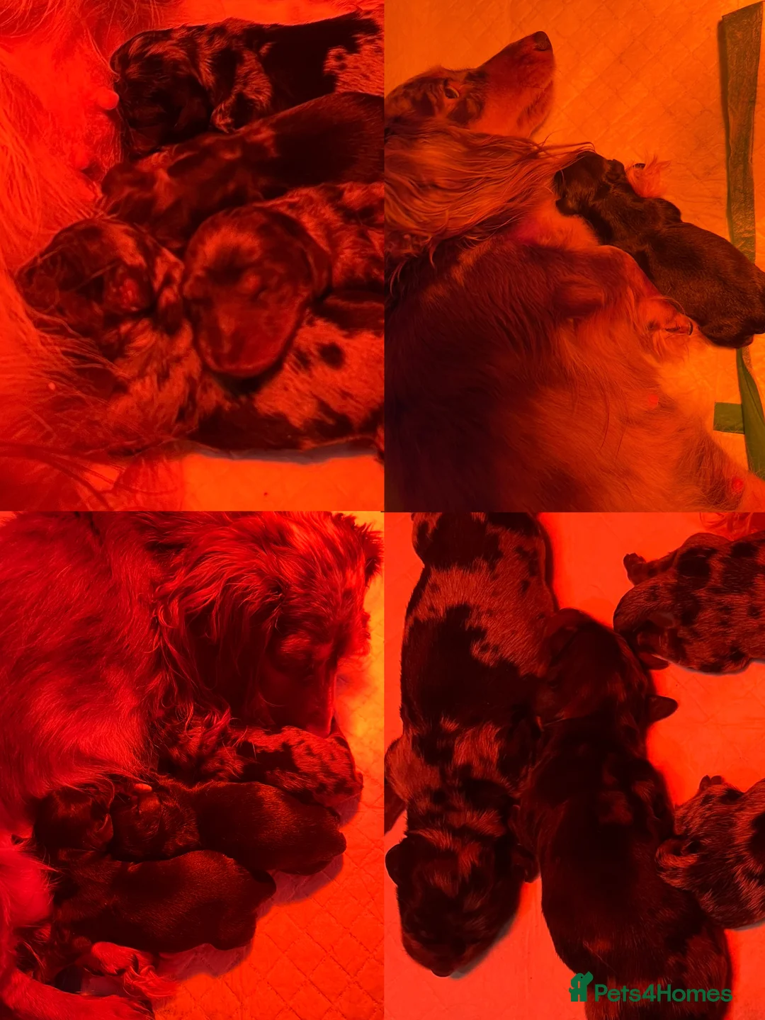 Miniature Dachshund dogs for sale: KC Long Hair Mini Dachshunds  - Advert 13