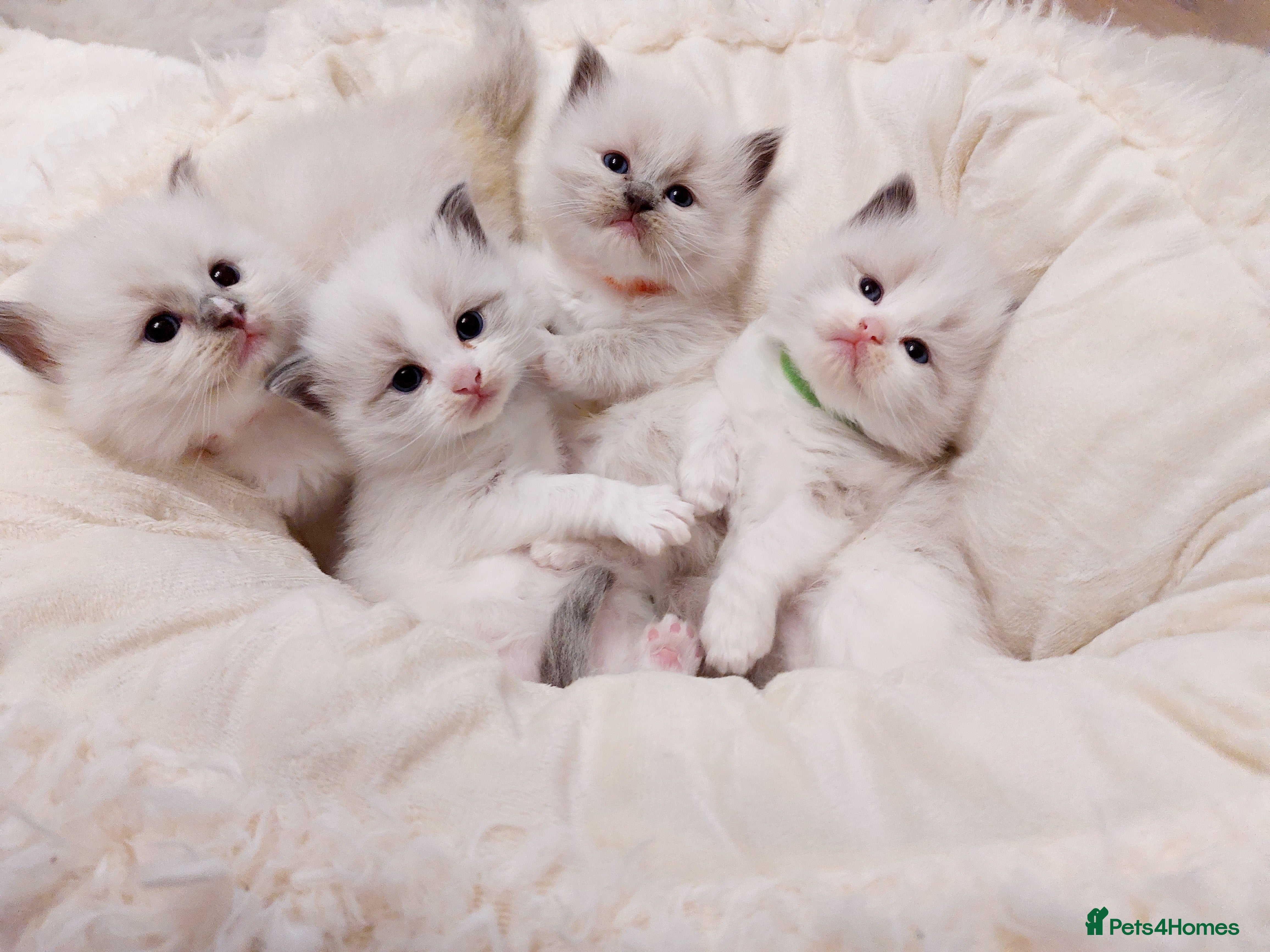 Ragdoll cats Beautiful Purebred Ragdoll Star-Quality Kittens - Advert 5