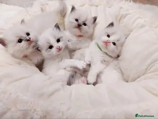 Ragdoll cats Beautiful Purebred Ragdoll Star-Quality Kittens - Advert 3