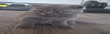 British Shorthair 2
