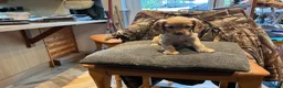 Cocker Spaniel dogs for sale: Working cocker spaniel  in Preston - Advert 5