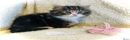 Persian cats for sale: 5 beautiful fluffy Persian crosses.  - Advert 18