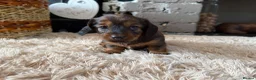 Miniature Dachshund dogs for sale: Beautiful Miniature Dachshund Puppies - Advert 15