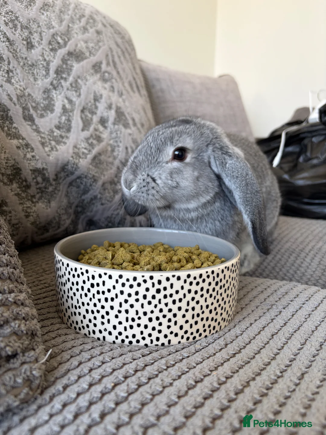 English Lop rabbits for sale: Holland Lop for Sale - Advert 5