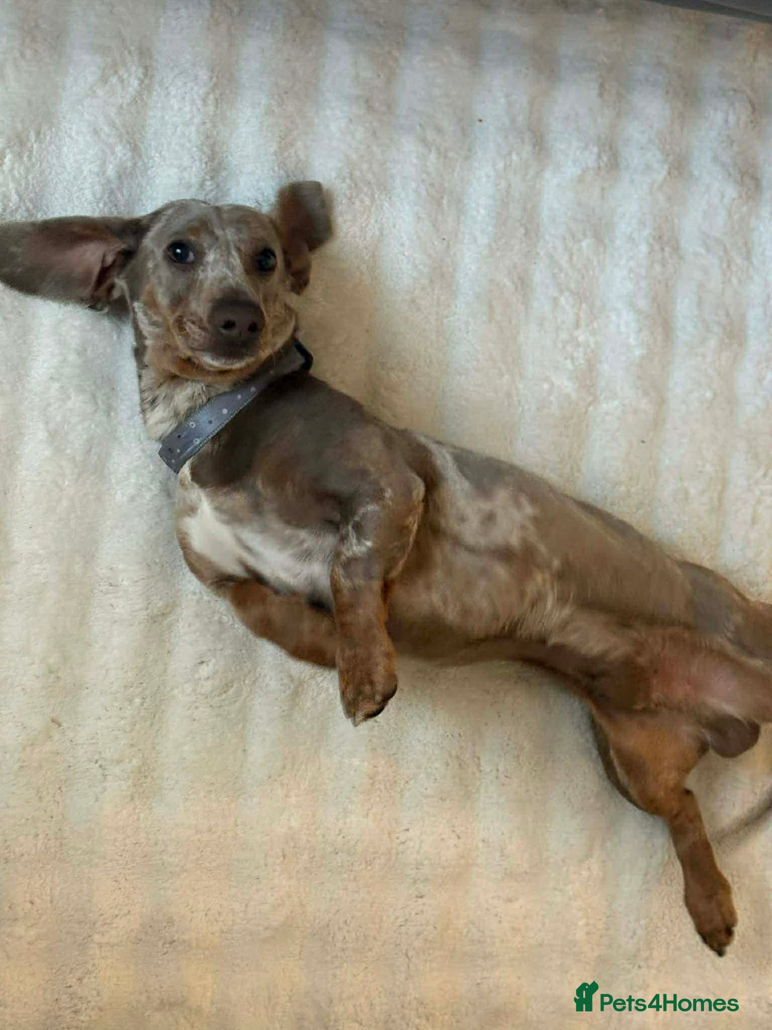 Miniature Dachshund dogs Gorgeous miniature dachshund for stud  - Advert 2