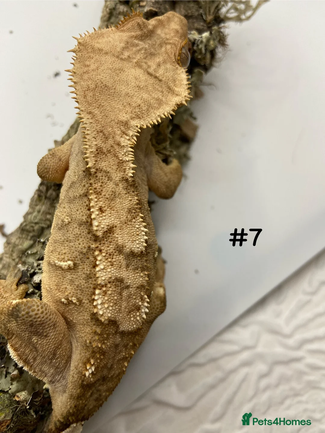 Gecko reptiles for sale: Adult and Juvenile Crested Geckos - Advert 25