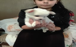 Chihuahua dogs for sale: Beautiful Chihuahua - Image 3