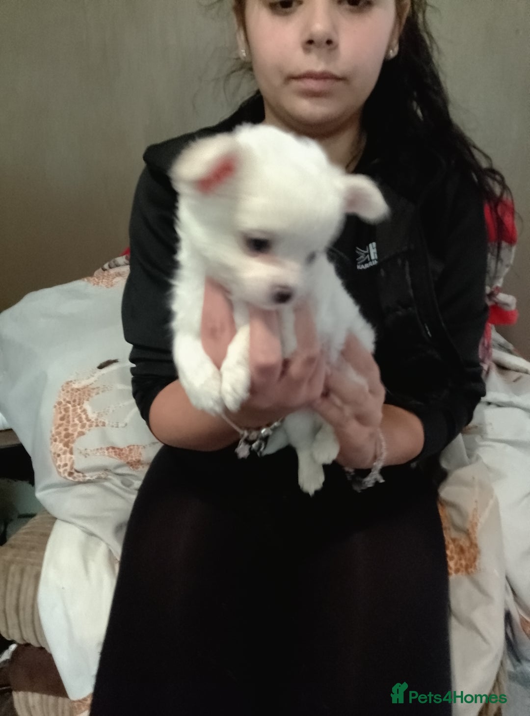 Chihuahua dogs for sale: Beautiful Chihuahua - Image 3