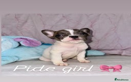 French Bulldog dogs for sale: Stunning French bulldogs 😍 - Image 9