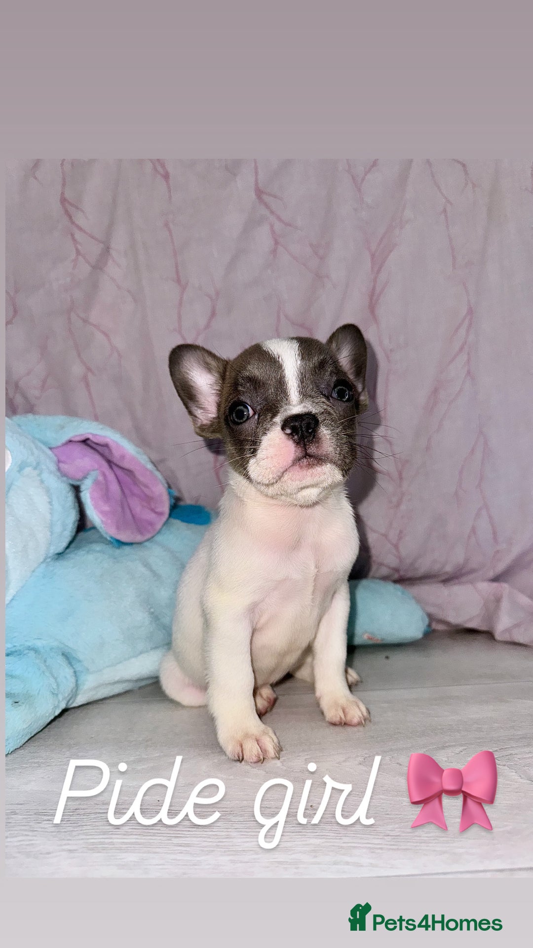 French Bulldog dogs for sale: Stunning French bulldogs 😍 - Image 9