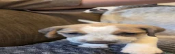 Beagle dogs for sale: Beautiful Beagle Puppies  in Coventry - Advert 12