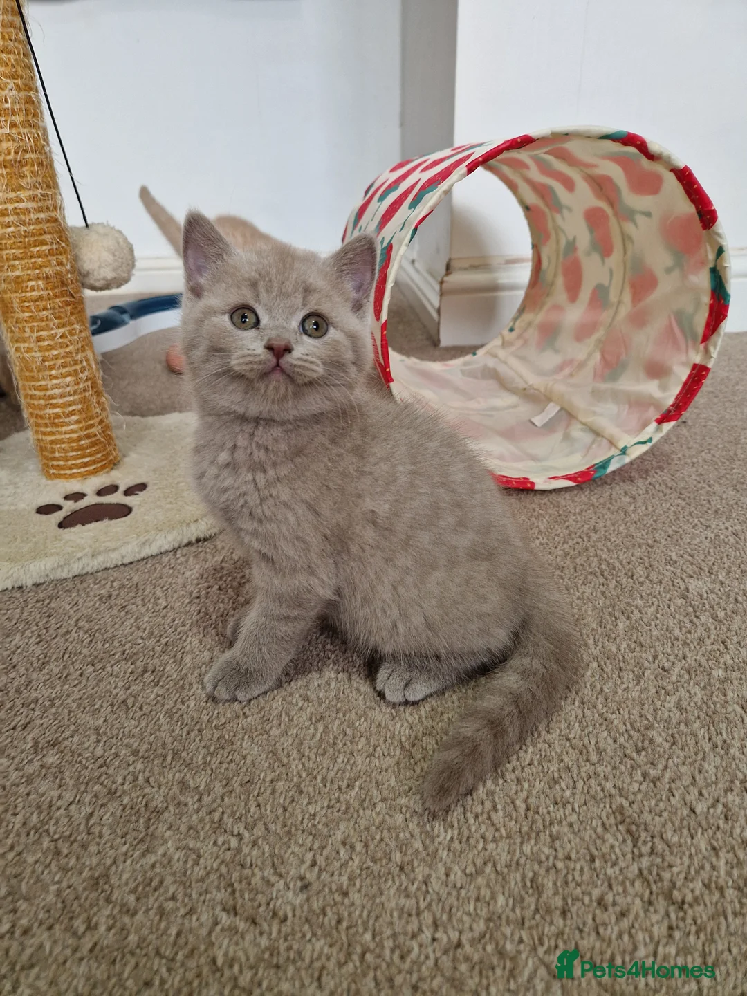 British Shorthair cats for sale: Beautiful British Shorthair Kittens 😻 - Advert 39