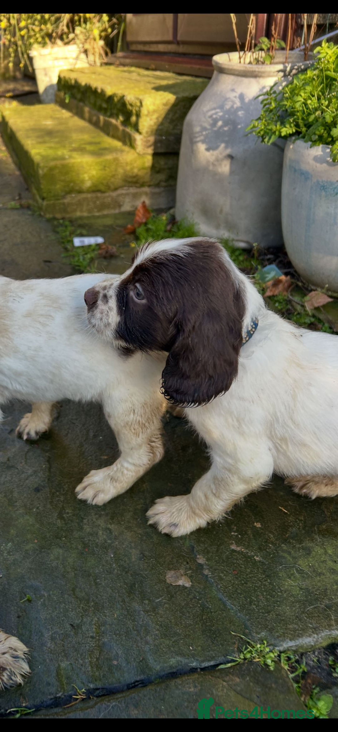 English Springer Spaniel dogs for sale: KC springer spaniel  - Advert 3