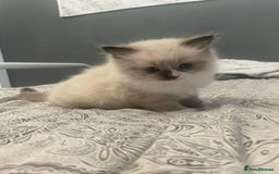 Ragdoll cats for sale: Beautiful Ragdoll kittens  - Image 11